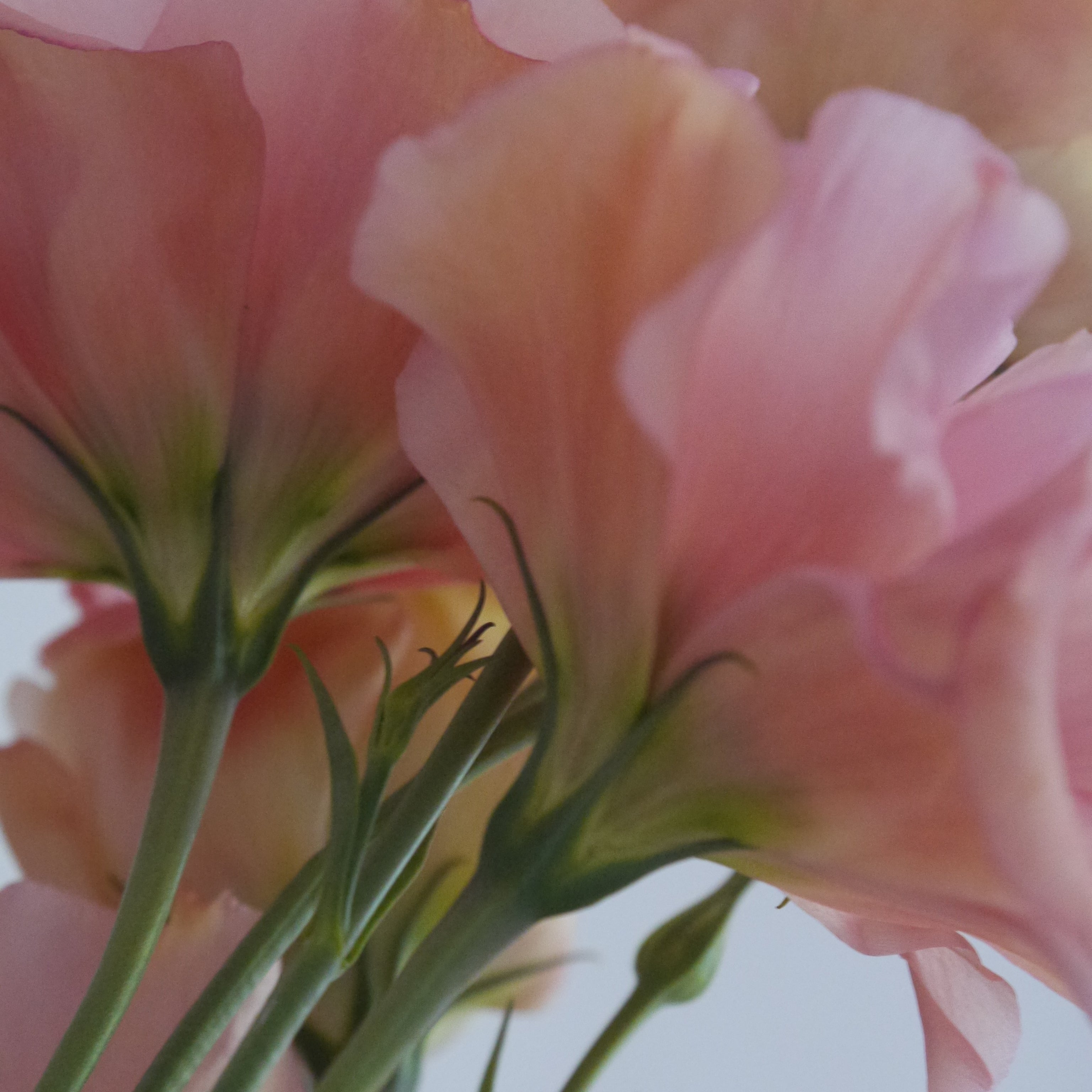 Beyond Vaginal Use: Understanding DHEA’s Whole-Body Benefits for Midlife Women