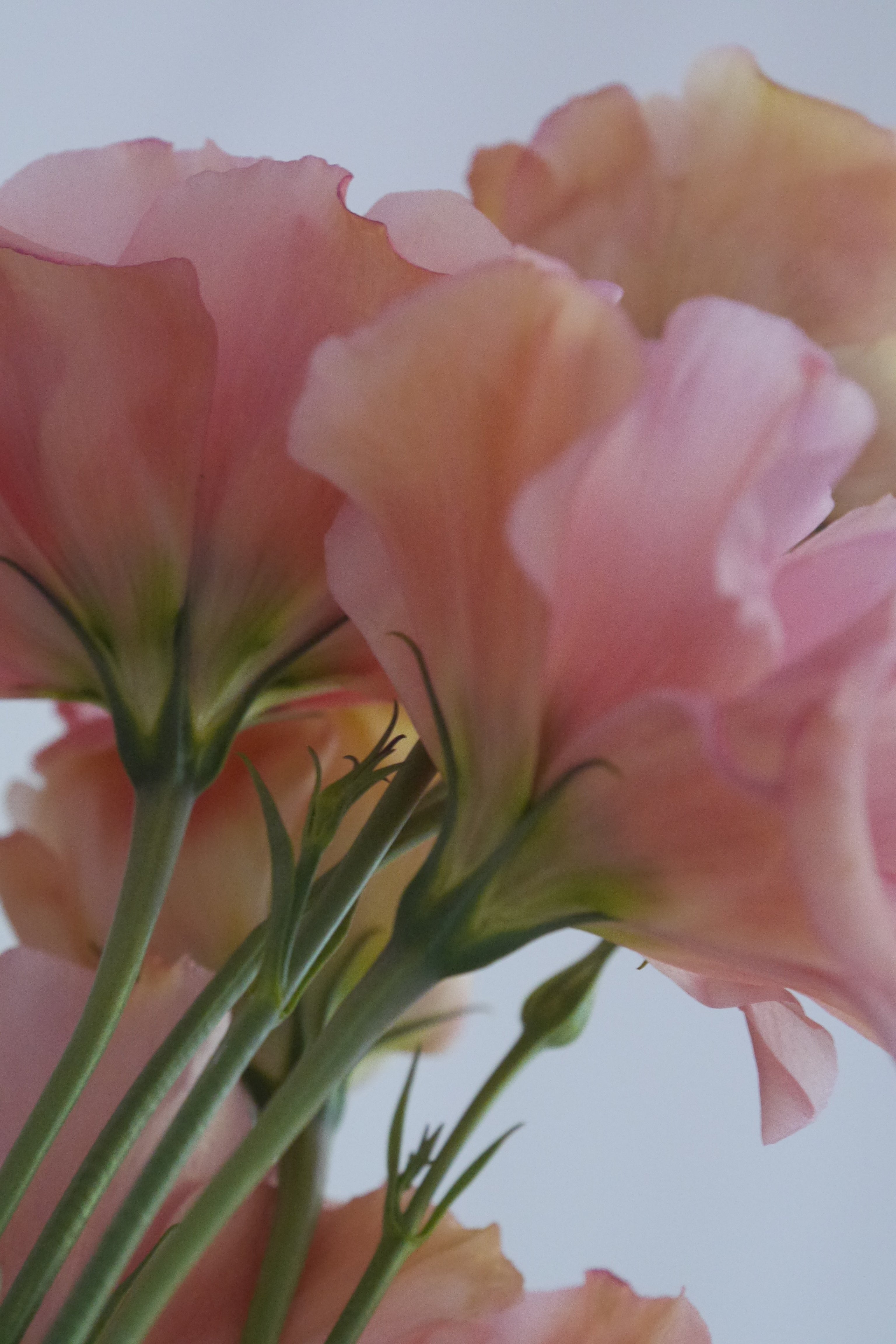 Beyond Vaginal Use: Understanding DHEA’s Whole-Body Benefits for Midlife Women